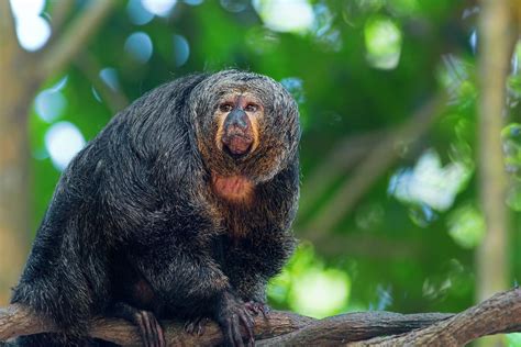 White-Faced Saki, Pithecia pithecia | New England Primate Conservancy