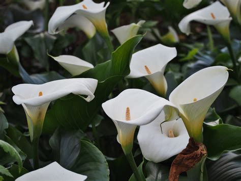 Zantedeschia aethiopica – PlantRight