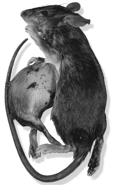 Figure 1 from Two cases of asymmetrical conjoined twins in wild mammals ...