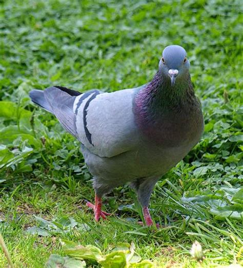 Rock dove | Birds of India | Bird World