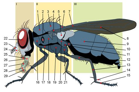 Draw The Life Cycle Of A Housefly