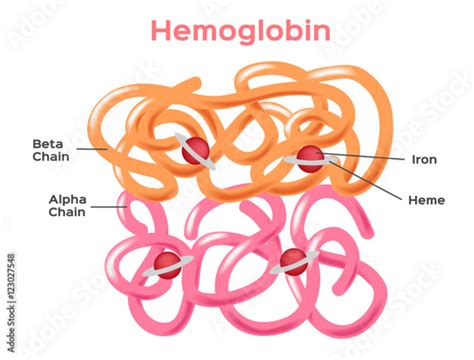 Molecule Makeup Of Hemoglobin | Makeupview.co