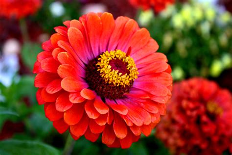 Z is for Zinnia | Arl's World