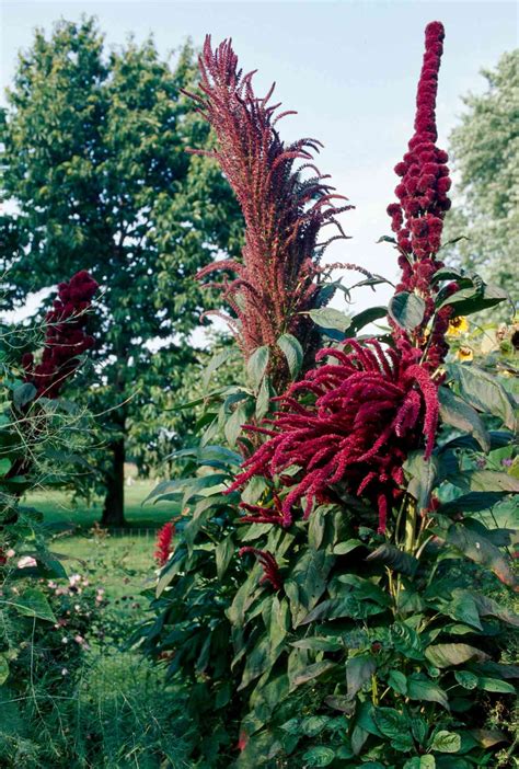 Amaranth