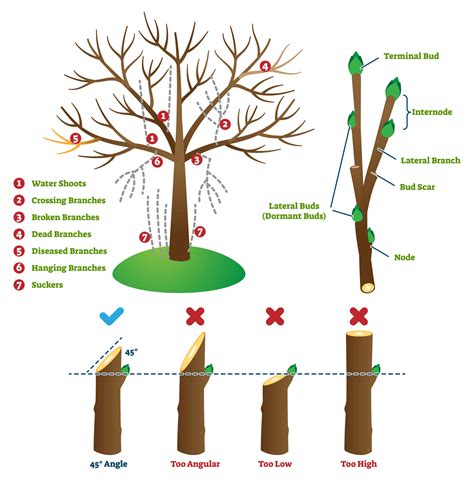 Tree Trimming Services Utah | Tree Pruning Service | Utah Tree Co.