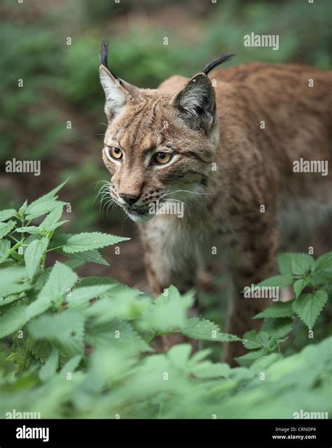 Close-up portrait of an Eurasian Lynx (Lynx lynx Stock Photo - Alamy