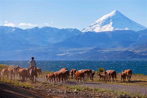 Gaucho and his herd, Patagonia, Argentina | Insight Guides Blog