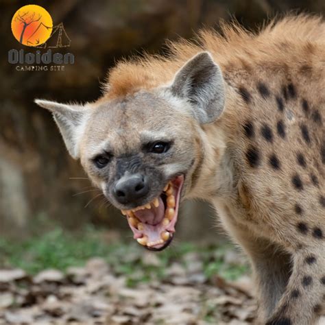 Oloiden Camp - The spotted hyena is the largest species of...