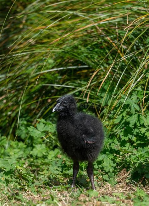 Pukeko Baby Stock Photos - Free & Royalty-Free Stock Photos from Dreamstime