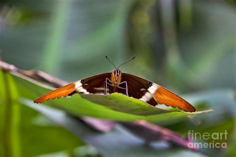 Large Mindo Butterfly At Rest Photograph by Al Bourassa - Fine Art America