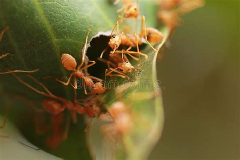 Ants building the nest. stock image. Image of detail - 87495507