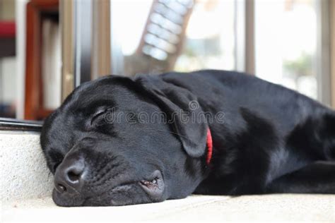 Black Labrador Retriever Sleeping Stock Image - Image of black, young: 70036599