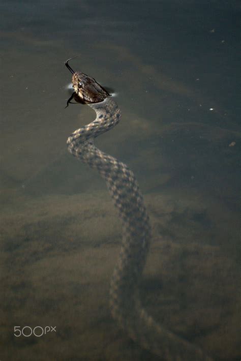 India: 'A checkered keelback water snake in a pool of water. A common species of nonvenomous ...