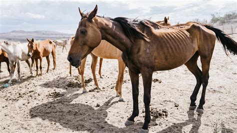 Fury as pics of starving horses go viral | Morning Bulletin