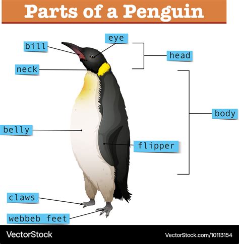 Diagram showing parts penguin Royalty Free Vector Image