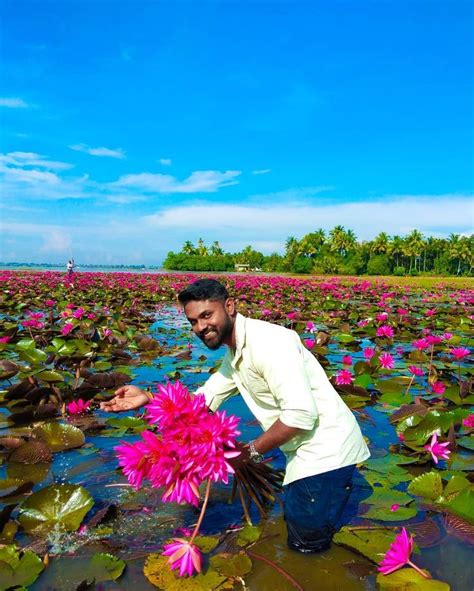 #malarikkal_village_tourism🚴‍♂️ #malarikkal #malarikal #waterlily #redwaterlilies #waterlove # ...