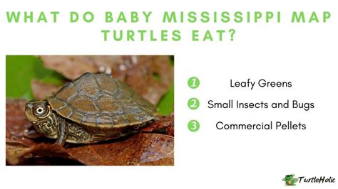 mississippi map turtle diet - TurtleHolic