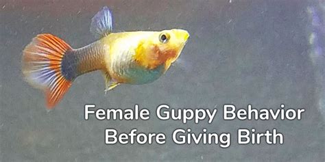 Female Guppy Behavior Before Giving Birth