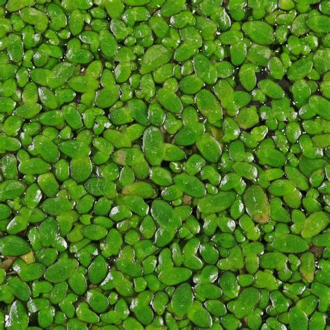 Duckweed (Lemna minor)