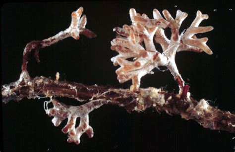 31.3B: Mycorrhizae- The Symbiotic Relationship between Fungi and Roots ...