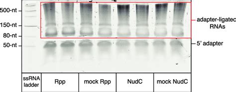 Representative Gel Stained with SYBR Gold Nucleic Acid Gel Stain ...