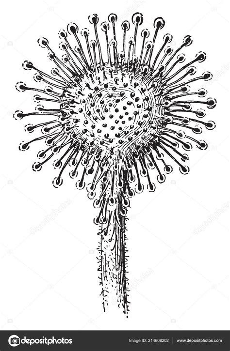 Picture Shows Blade Sundew Plant Leaf Belongs Droseraceae Lure Family Stock Vector Image by ...