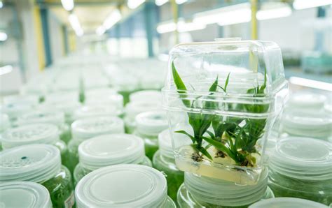 Tissue Culture Division | Coconut Research Institute