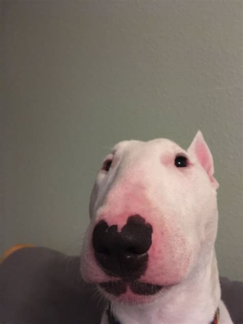 Bull Terrier White Dog Meme - Firdausm Drus