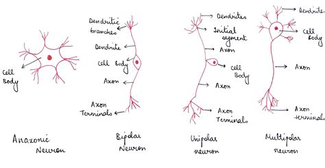 [Solved] Classify neurons as anaxonic, multipolar, bipolar, or unipolar ...