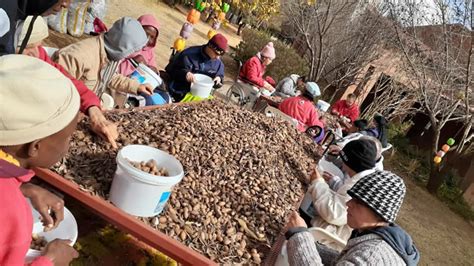 Bumper crop of pecan nuts at Elvira Rota Village | Little Eden Society