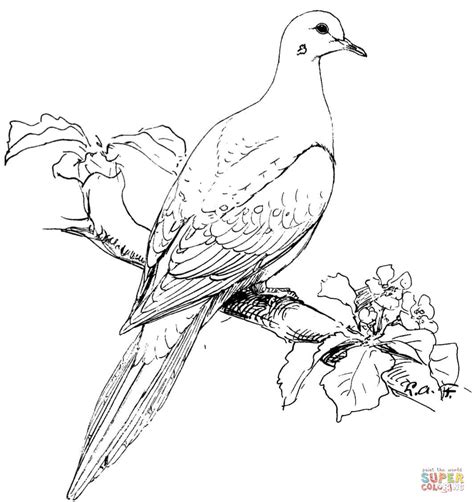 Gambar Bird Coloring Pages Free Printable Realistic Mourning Dove Page Water di Rebanas - Rebanas