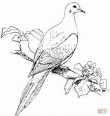 Bird Coloring Pages Free Printable Realistic sketch template