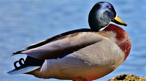 Duck Hunting Mallards | Whitetail Properties