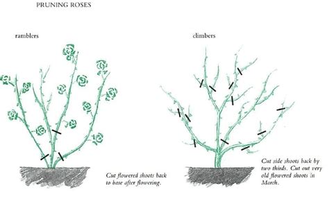 30 Diagrams to Make You Master in Growing Roses | Balcony Garden Web