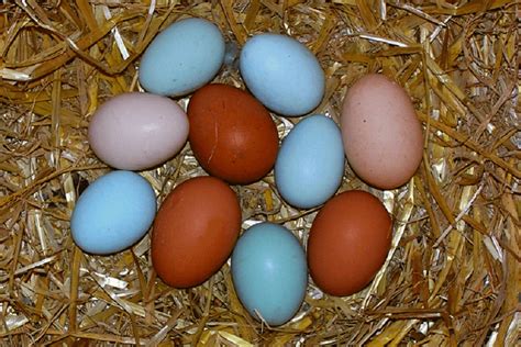 Ameraucana Chicken Eggs Color vs Easter Eggers: Blue Pink Green