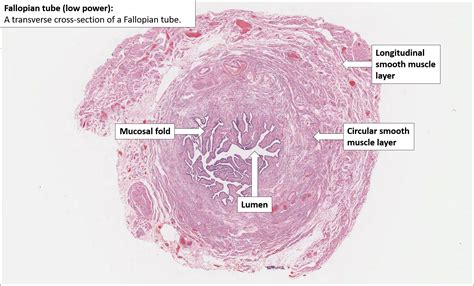 Histology Fallopian Tube Fallopian Tubes Bio Art Histology Slides ...