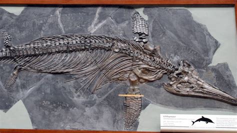 Chile's 1st full ichthyosaur fossil Earth's only pregnant female found ...