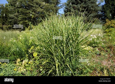 Chinese silver grass Stock Photo - Alamy