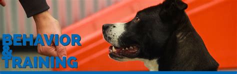 Dog Behavior & Training in the Denver Metro Area | HSSPV