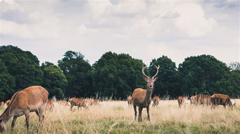 10 of London's best parks | Collegiate Student News