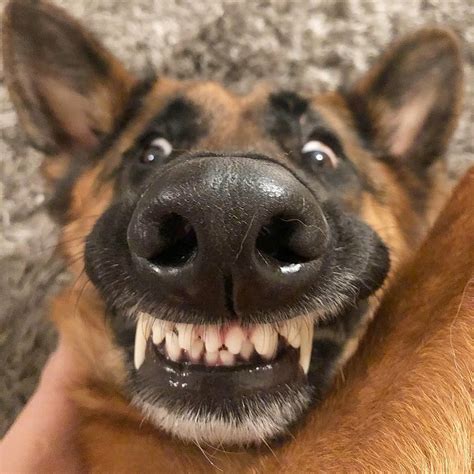 22 Pics Of German Shepherd Dogs To Put A Smile On Your Face | Dogs Addict