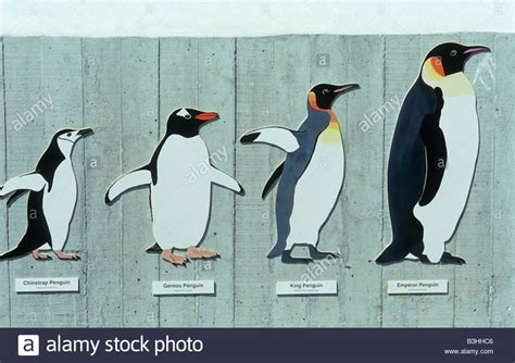 Descargar esta imagen: Comparación de tamaño de especies de pingüinos - B3HHC6 de la biblioteca ...