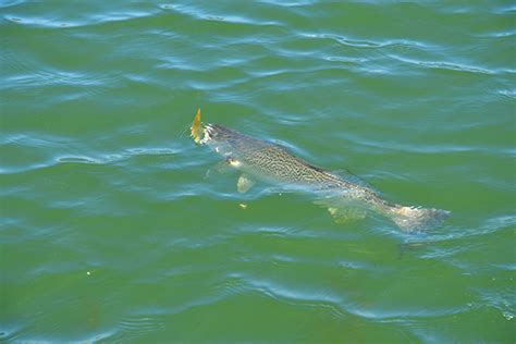 Weakfish Comeback on the Atlantic Coast - The Fishing Wire