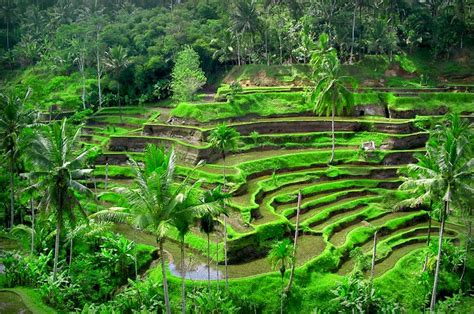 the best tourist attractions: Ubud Bali, Popular Places for Tourists ...