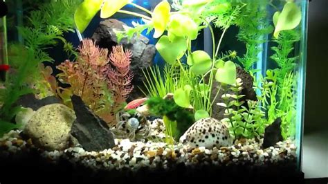 150 gallon tropical / brackish aquarium - YouTube