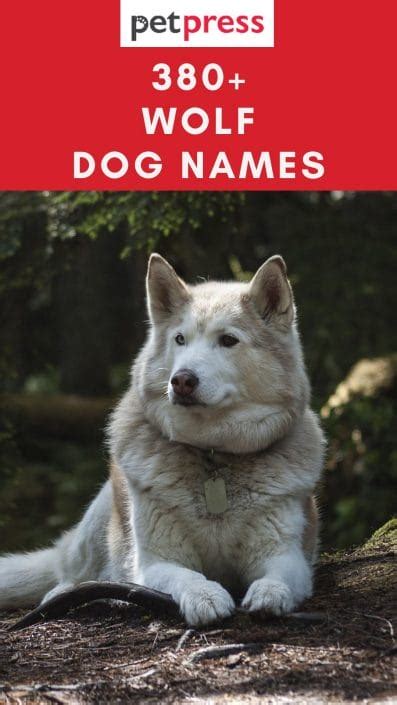 Wolf Dog Names – Over 380 Great Ideas For Naming Your Dog - PetPress