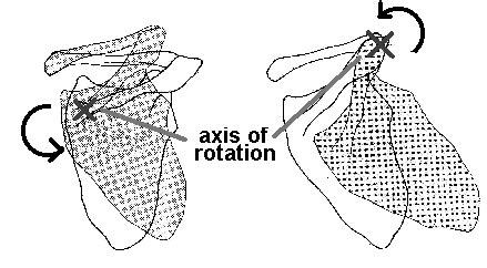 Scapular movement during shoulder elevation