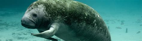 Manatee - Conservation | Young People's Trust For the Environment