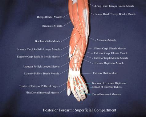 Anatomy And Physiology Lab Superficial Muscles Of The Forearm And Wrist ...