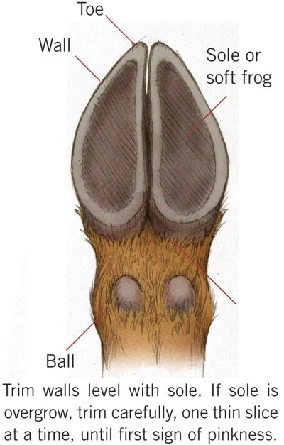 Goat Hoof Anatomy